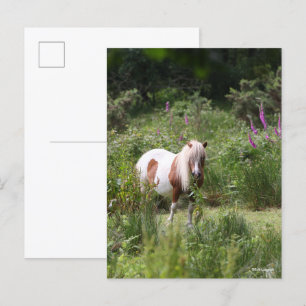 Carte Postale Bob Langrish Shetland Pony Debout De Fleurs