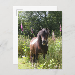 Carte Postale Bob Langrish Shetland Pony Debout De Fleurs