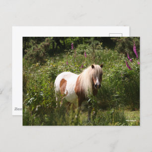 Carte Postale Bob Langrish Shetland Pony Debout En Fleurs