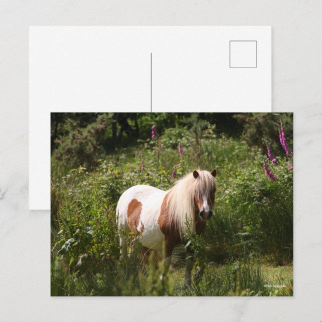 Carte Postale Bob Langrish | Shetland Pony Debout En Fleurs (Devant / Derrière)