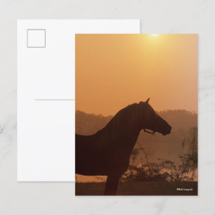 Carte Postale Bob Langrish   Silhouette Rocky Mountain Horse