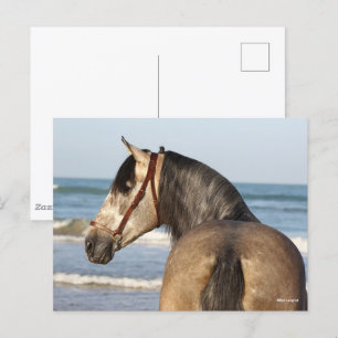 Carte Postale Bob Langrish   Soleil de Stallion Andalou
