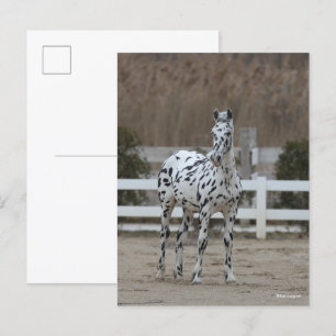 Carte Postale Bob Langrish   Spotty Appaloosa Friesian Standing
