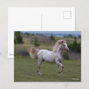 Carte Postale Bob Langrish   Spotty Pony Of America