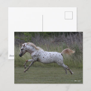 Carte Postale Bob Langrish   Spotty Pony of America Leaping