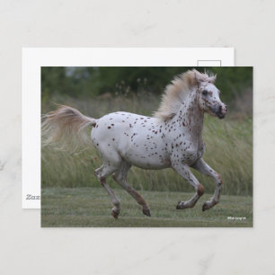 Carte Postale Bob Langrish   Spotty Pony Of America Running