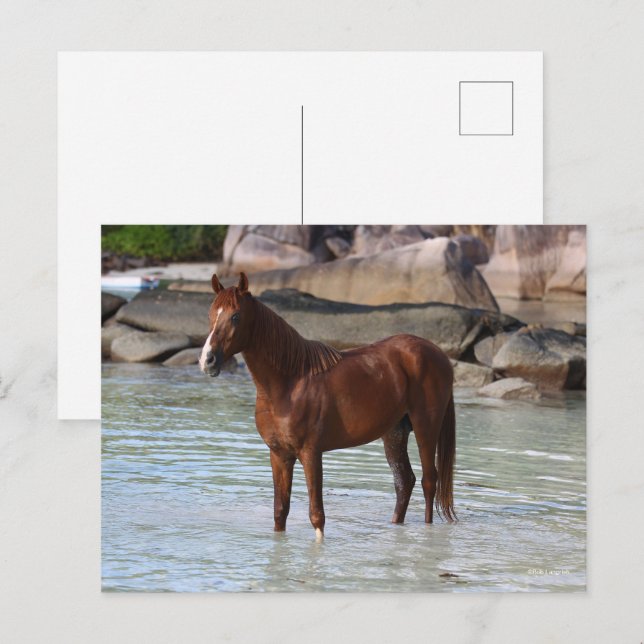 Carte Postale Bob Langrish | Stallion Arabe Dans L'Eau (Devant / Derrière)