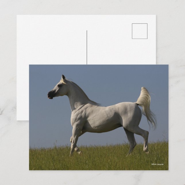 Carte Postale Bob Langrish | Stallion arabe gris en campagne (Devant / Derrière)