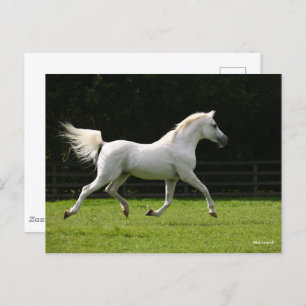 Carte Postale Bob Langrish   Stallion arabe gris en marche
