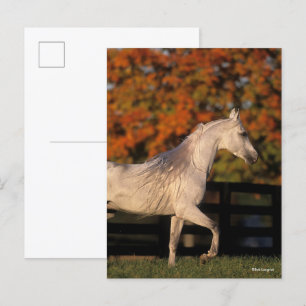 Carte Postale Bob Langrish   Stallion arabe gris marche automne