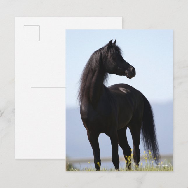 Carte Postale Bob Langrish | Stallion arabe noire debout (Devant / Derrière)