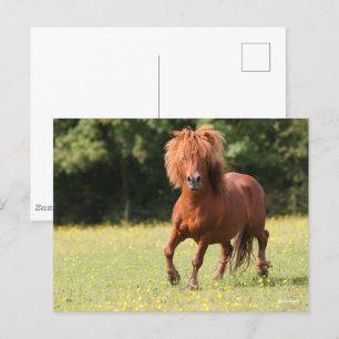 Carte Postale Bob Langrish   Stallion de poney de châtaignes