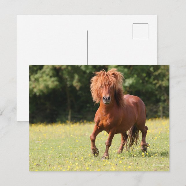 Carte Postale Bob Langrish | Stallion de poney de châtaignes (Devant / Derrière)
