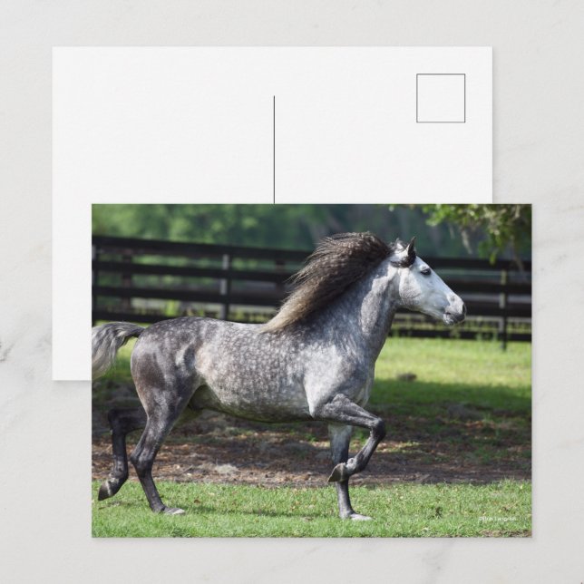 Carte Postale Bob Langrish | Stallion lusitano gris pomme (Devant / Derrière)