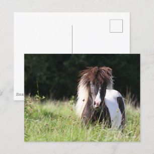 Carte Postale Bob Langrish   Stallion Shetland debout Dans L'Her