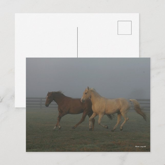 Carte Postale Bob Langrish | Tennessee Promenade Chevaux courir (Devant / Derrière)