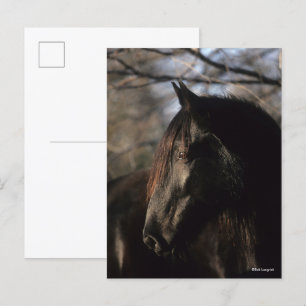 Carte Postale Bob Langrish   Tennessee Walker noir