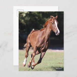 Carte Postale Bob Langrish Tennessee Walker Testnut Running