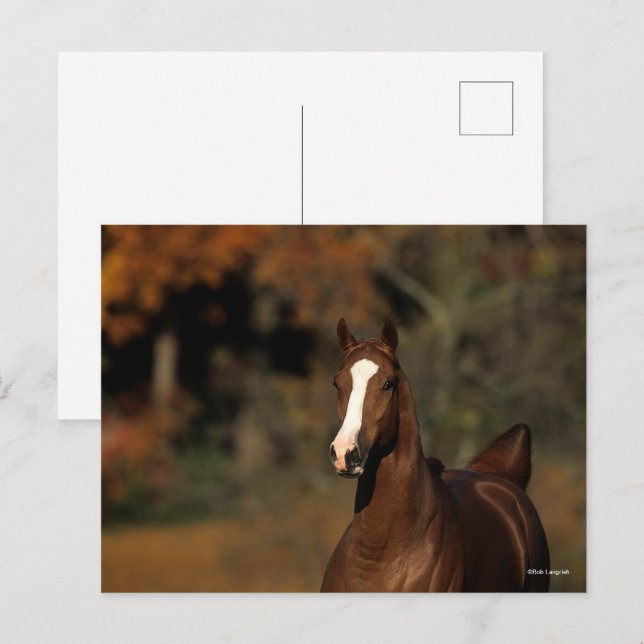 Carte Postale Bob Langrish | Tête de tête de châtaigner Thorough (Devant / Derrière)