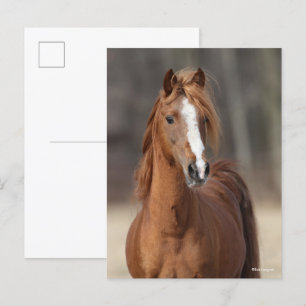 Carte Postale Bob Langrish   Tête de tête de Hackney Pony châtai