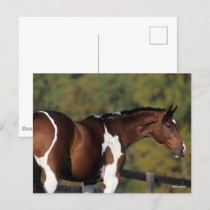 Carte Postale Bob Langrish   Tête de tête Pinto Warmblood Standi