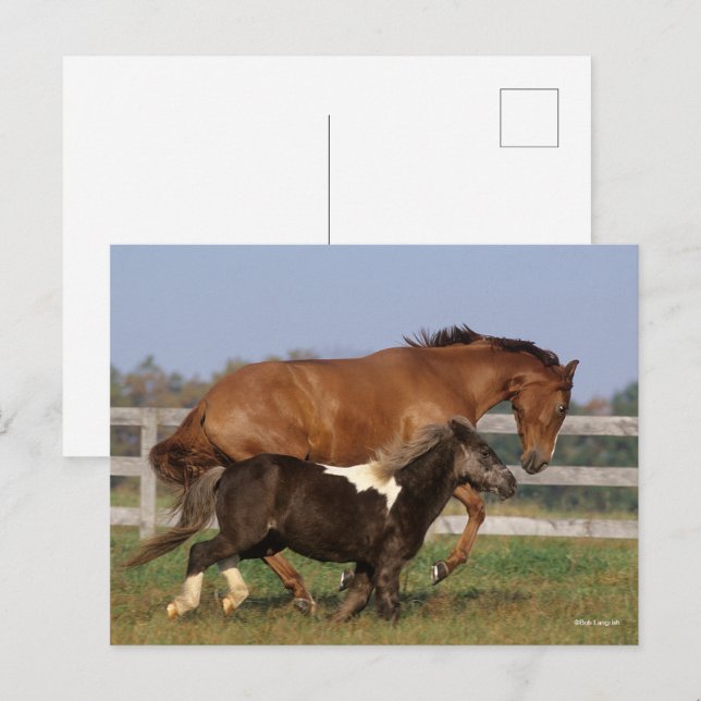 Carte Postale Bob Langrish | Thoroughbred et Shetland Pony (Devant / Derrière)