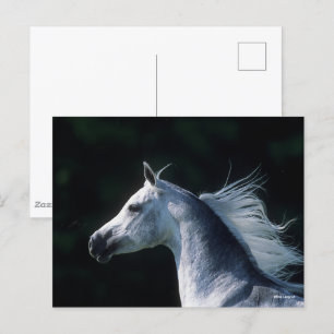 Carte Postale Bob Langrish   Tirage arabe gris 3