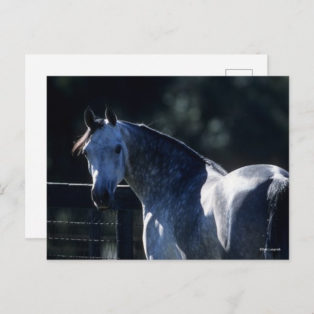 Carte Postale Bob Langrish | Tirage de tête arabe gris-pomme rét (Devant / Derrière)