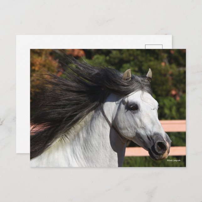 Carte Postale Bob Langrish | Tirage d'écran gris de Stallion and (Devant / Derrière)