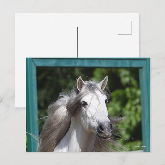 Carte Postale Bob Langrish | Tirage d'un stallion andalou gris (Devant / Derrière)