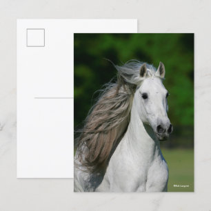 Carte Postale Bob Langrish   Tirage d'un stallion andalou gris