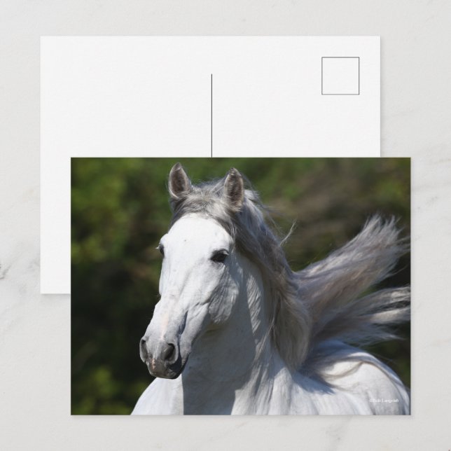Carte Postale Bob Langrish | Tirage d'un stallion andalou gris (Devant / Derrière)