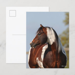 Carte Postale Bob Langrish Tobiano Paint Horse Stallion tête