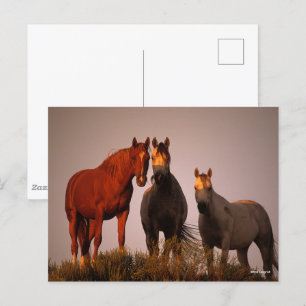 Carte Postale Bob Langrish   Trois Arabes debout au coucher du s