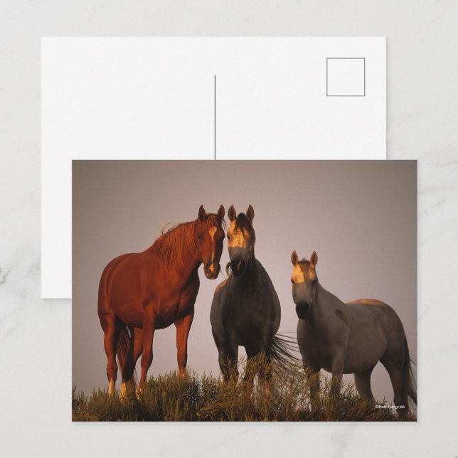 Carte Postale Bob Langrish | Trois Arabes debout au coucher du s (Devant / Derrière)
