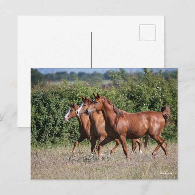 Carte Postale Bob Langrish | Trois Chevaux arabes châtaigniers e (Devant / Derrière)