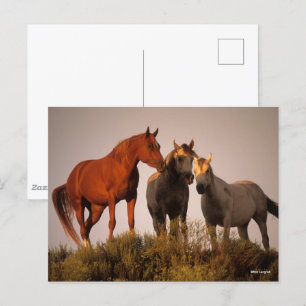 Carte Postale Bob Langrish Trois Chevaux Arabes Debout Au Couche