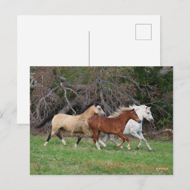 Carte Postale Bob Langrish | Trois Poney Courent Ensemble (Devant / Derrière)