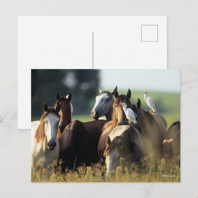 Carte Postale Bob Langrish | Troupeau De Chevaux Se Tenant Avec  (Devant / Derrière)