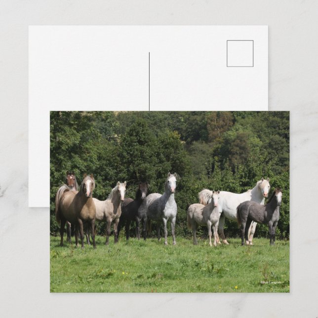 Carte Postale Bob Langrish | Troupeau De Ponies Galloises Debout (Devant / Derrière)