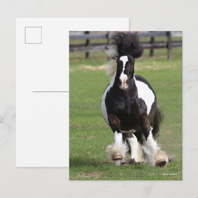 Carte Postale Bob Langrish | Vannière Tzigane en cours d'exécuti (Devant / Derrière)