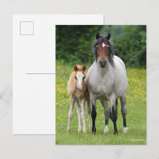 Carte Postale Bob Langrish | Welsh Pony Mare and Foie Standing (Devant / Derrière)
