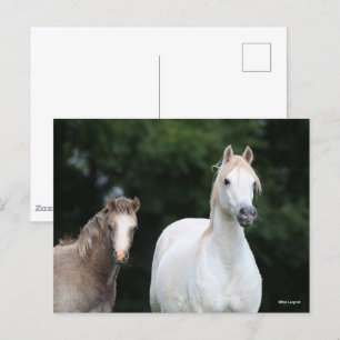 Carte Postale Bob Langrish   Welsh Pony Mare et Foie