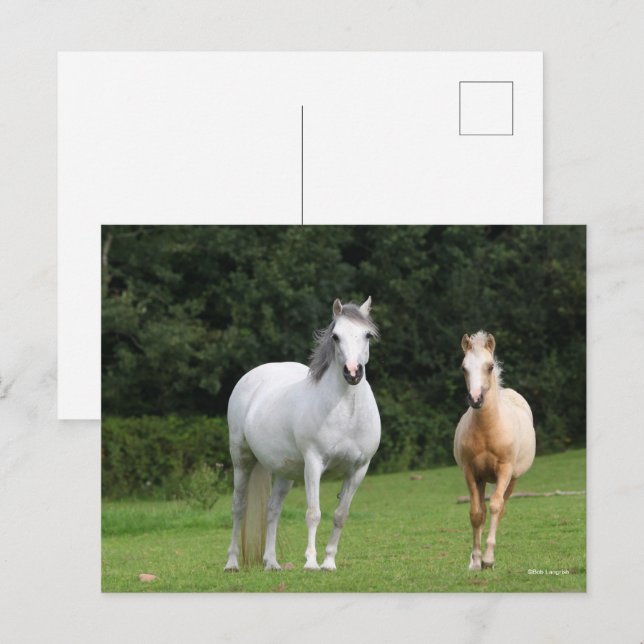 Carte Postale Bob Langrish | Welsh Pony Mare et Foie (Devant / Derrière)