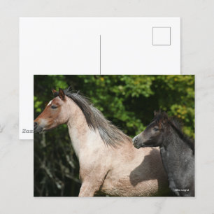 Carte Postale Bob Langrish   Welsh Pony Mare et Foie Headshot
