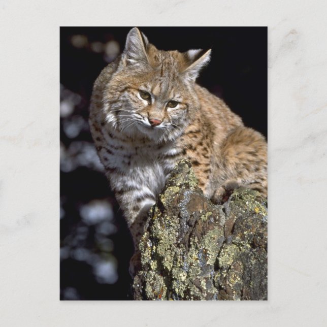 Carte Postale Bobcat (Devant)