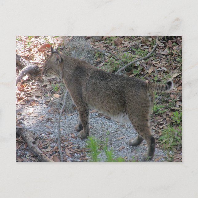 Carte postale Bobcat (Devant)