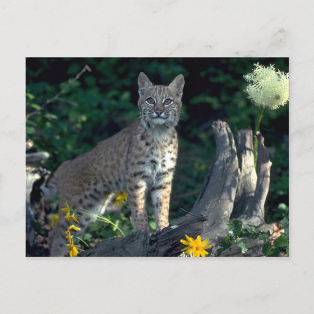 Carte Postale Bobcat dans les marguerites jaunes et l'herbe d'ou (Devant)