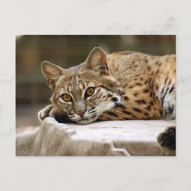 Carte Postale BobcatBCR018 (Devant)