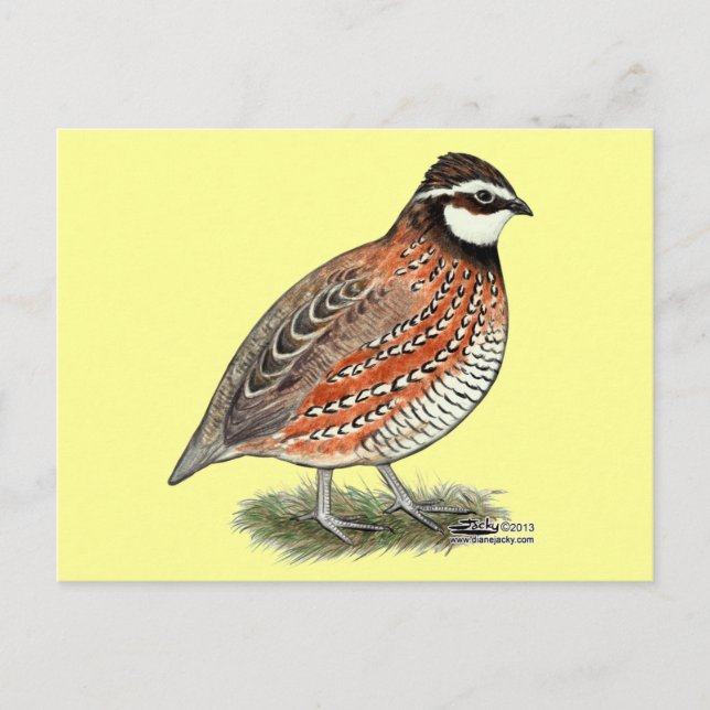 Carte Postale Bobwhite Quail (Devant)